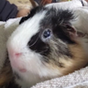 Meet your Posher, Grace